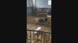 Golden Retriever Is Best Friends With Show Pig
