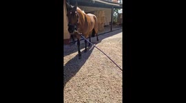 Jack Russell Leads A Horse