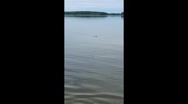 Squirrel Swimming In St. Lawrence River