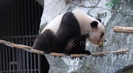 China: Giant Panda at Chongqing Zoo
