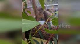 Australia: Heartwarming Video of Adorable New Koala Released by Perth Zoo