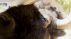 Drive-thru safari: feeding wild encounters