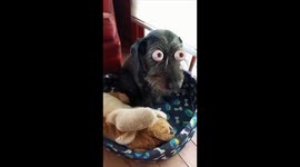 Divertida perrita , con unos tremendos ojos sobrepuestos en su carita