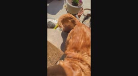 Golden Retriever Goes For Ride on Lawn Mower