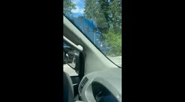 Bear Cub Climbs Onto Garbage Truck