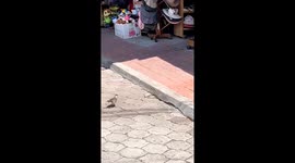 Mockingbird vs. snake: natural encounter on Santa Cruz Island
