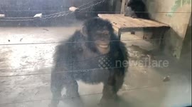 Chimpanzees at Dalian zoo mimic human dance and playful gestures