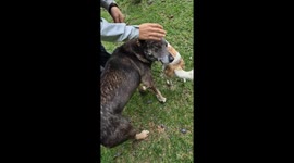 Canine Siren Serenade