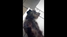 Mi perrita completamente relajada en shavasana , después del baño.