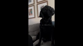 Dog Reacts to Mom's Long-Winded Way of Asking 'Wanna Go For a Walk?