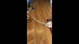 Puppy Pulls on German Shepherd's Leash