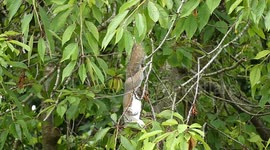 Grey squirrel precariously hanging from a branch after some food
