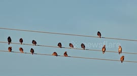 Larks and starlings settle down to roost on power lines in the sunset