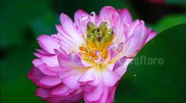China: Lotus Flowers