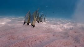 Angelfish swim across sea bed in perfect formation