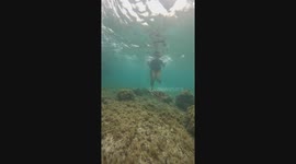 Snorkeller has near miss with a sea turtle