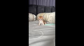 Adorable kitten with blue eyes lounges on bed