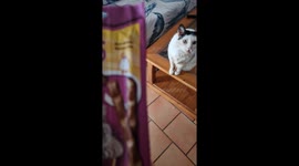 my hungry cat is salivating for tasty snacks while meowing