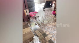 Naughty pet cat walks into home with snake in its mouth