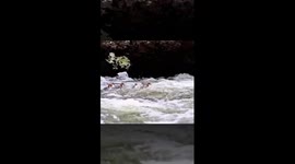 Rare ducks spotted navigating turbulent stream in NE China