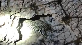Leopard successfully rescued after two-day operation in southern India