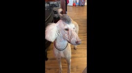 This funny pet looks like he belongs in the new movie mad Max Great mohawk and all