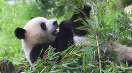 China: Giant Pandas Eat Bamboo at Chongqing Zoo