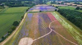 Confetti fields in Worcestershire open to the public today