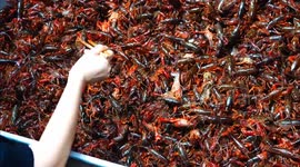 China: Crayfish Supply