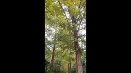 On my way home from work through the park on an October day, the lush tree branches provide me with comfort.