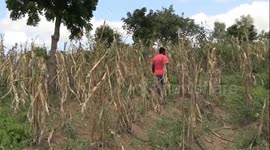 Chinese business community donates maize to Malawi gov't