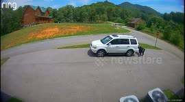 Black Bear With Five Cubs Breaks Into Car