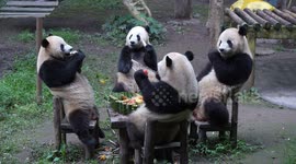 China: Giant Pandass Eat Hot Pot Cake To Celebrate Their 5th Birthday at Chongqing Zoo