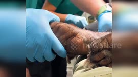 Australia: Sun Bears Receive Medical Check-up