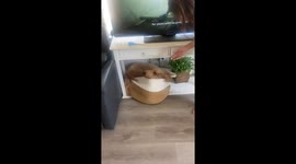 Rusty Dog Hides From Ear Infection Treatment