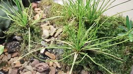 China: Isoetes yuhangensis