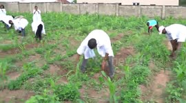 Horticulture (weeding) a maize farm at Africa project development center, Gwagwalada, Abuja, Nigeria.