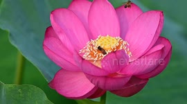 China: Lotus Flower