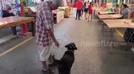 Smart pet dog solicits snacks from vendors at Thai market