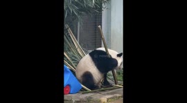 Meng Lan the panda delights crowds in China