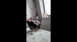 Owner holds pet cat's collar to stop her jumping