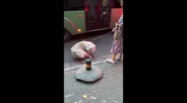 Border Collie runs in circles every time a bus comes along