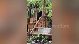 Bear greets visitors at zoo in Taiwan