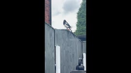 My cat called Arthur mimicking the magpie’s