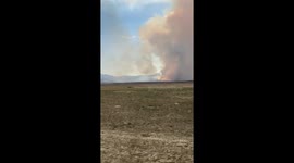 Wild horses fleeing wildfire in Ely, Nevada