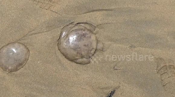 The Jelly fish are here in there millions, yesterday at Watergate bay, Newquay in North cornwall there were so many they were touching each other