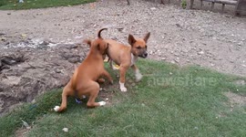Wow amazing! the cuteness of two puppies playing