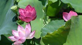 China: Lotus Flowers Bloom at West Lake in Hangzhou