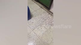 Thousands of bugs cover floor of home in Cambodia