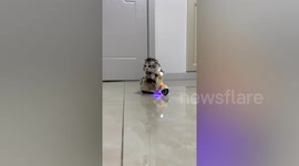 Kitten zooms across floor on toy scooter